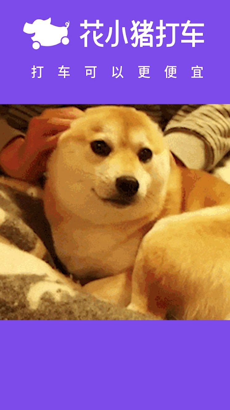 花小猪表情包