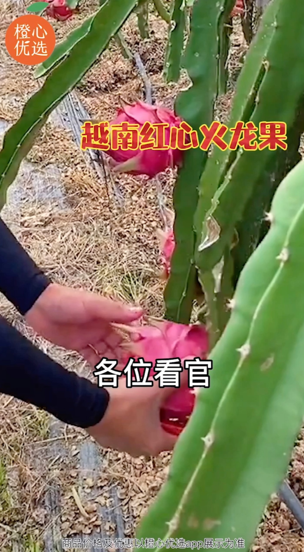 橙心优选
